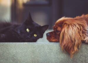 Lire la suite à propos de l’article Enquête: Usages et pratiques des produits antiparasitaires pour chiens et chats
