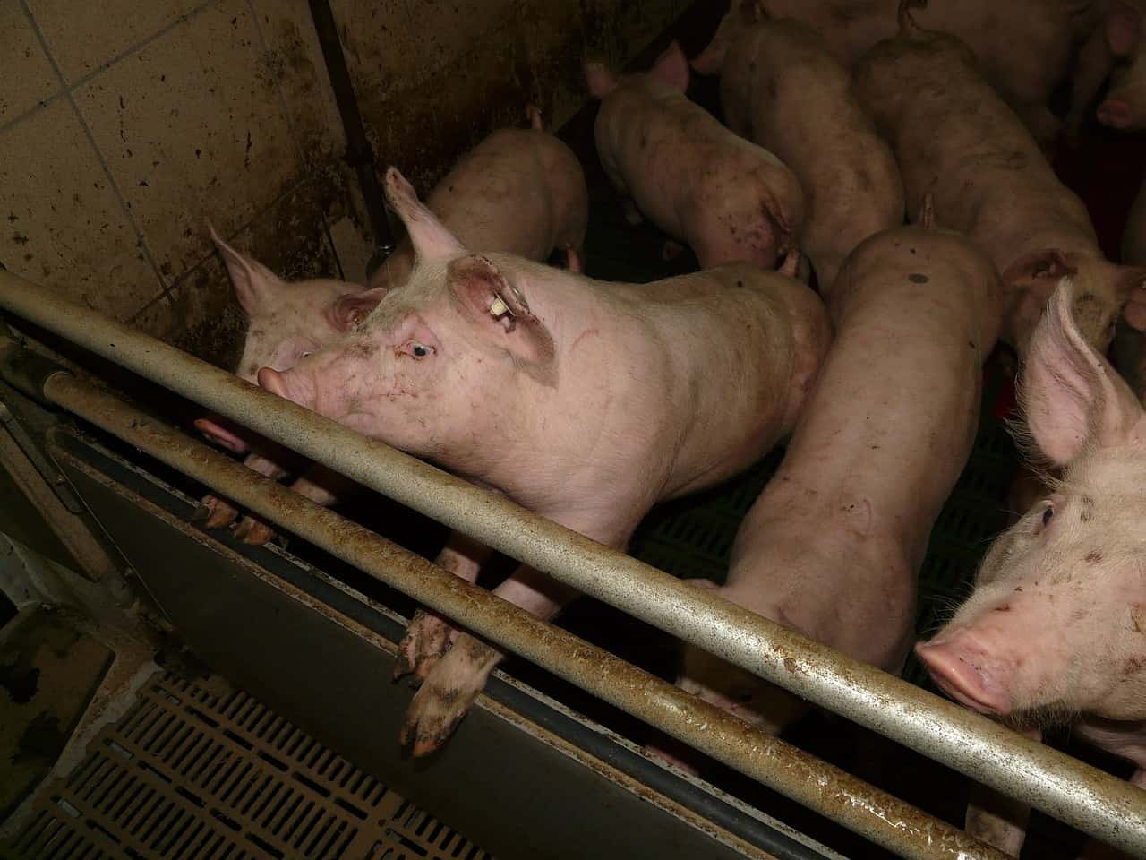 Lire la suite à propos de l’article AVIS DE LA CLCV suite à la demande d’autorisation d’extension d’un élevage porcin à LANDUNVEZ.
